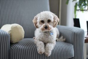 cách chăm sóc chó poodle