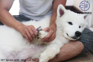 tắm chó Gò Vấp