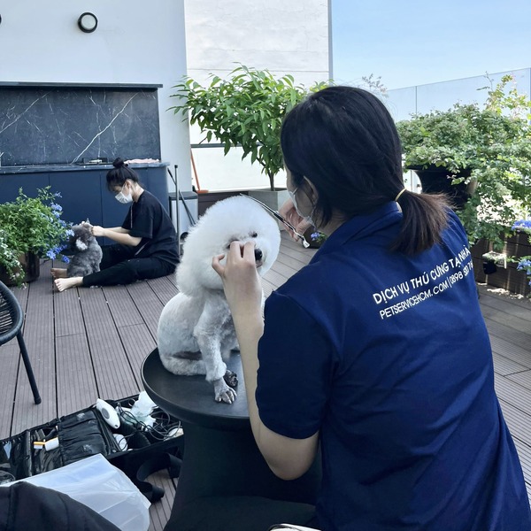 Dịch vụ cắt tỉa lông chó mèo tại nhà Quận 7 – PET SERVICE