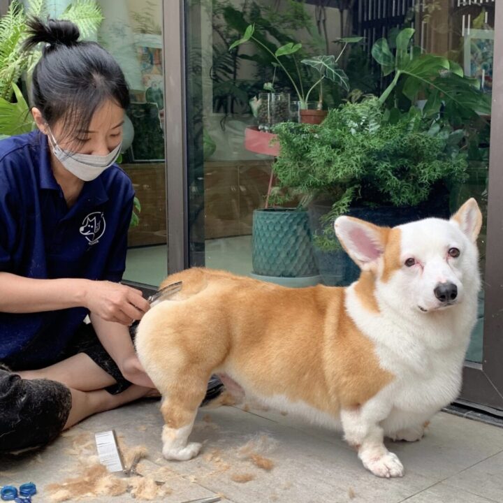 Cắt tỉa lông mèo tại nhà Quận 7 – PET SERVICE uy tín