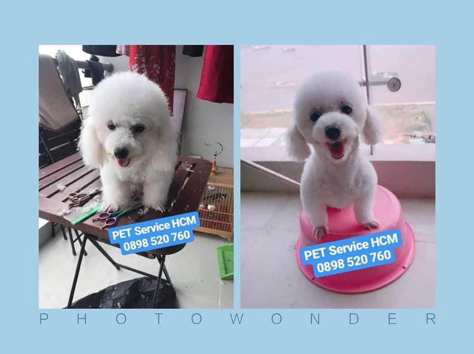 grooming poodle tại nhà TPHCM