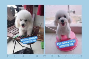 grooming Poodle tại nhà TPHCM
