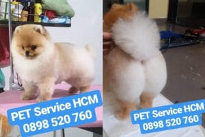 cắt tỉa lông phốc sóc tại nhà TPHCM