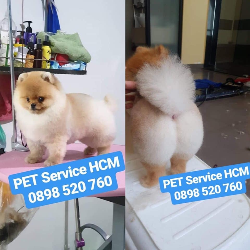 grooming phốc sóc tại nhà TPHCM