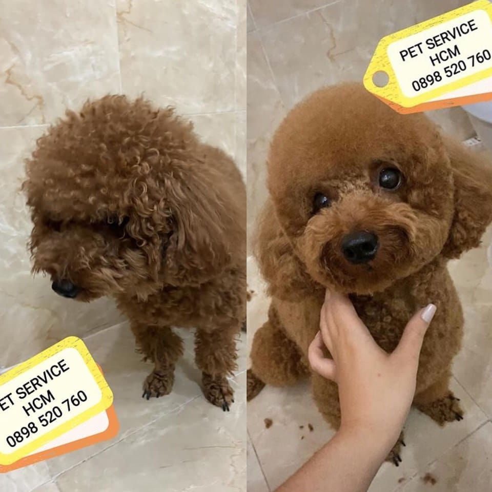 grooming poodle tại nhà TPHCM