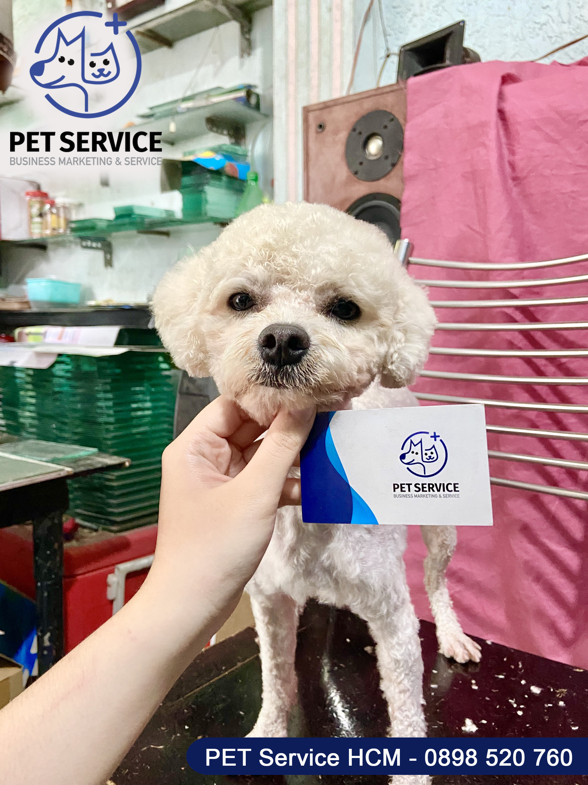 Cạo lông máu cho Poodle