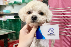 Cạo lông Poodle