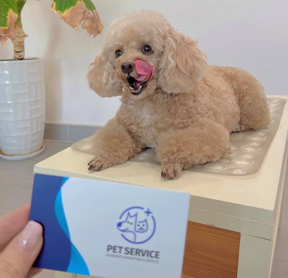 Pet Service mở rộng dịch vụ dắt chó đi dạo