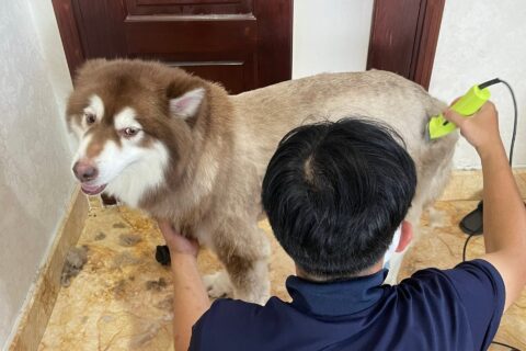 Pet Service chuyên cung cấp dịch tắm sấy, vệ sinh và cắt tỉa tại nhà