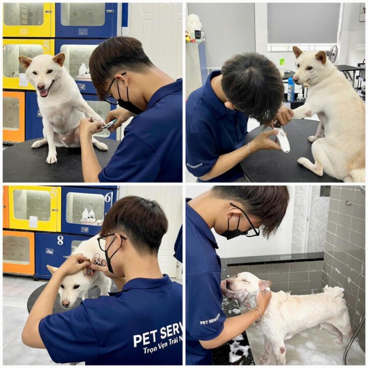 Grooming Quận 7 – Vệ sinh tại Pet Service