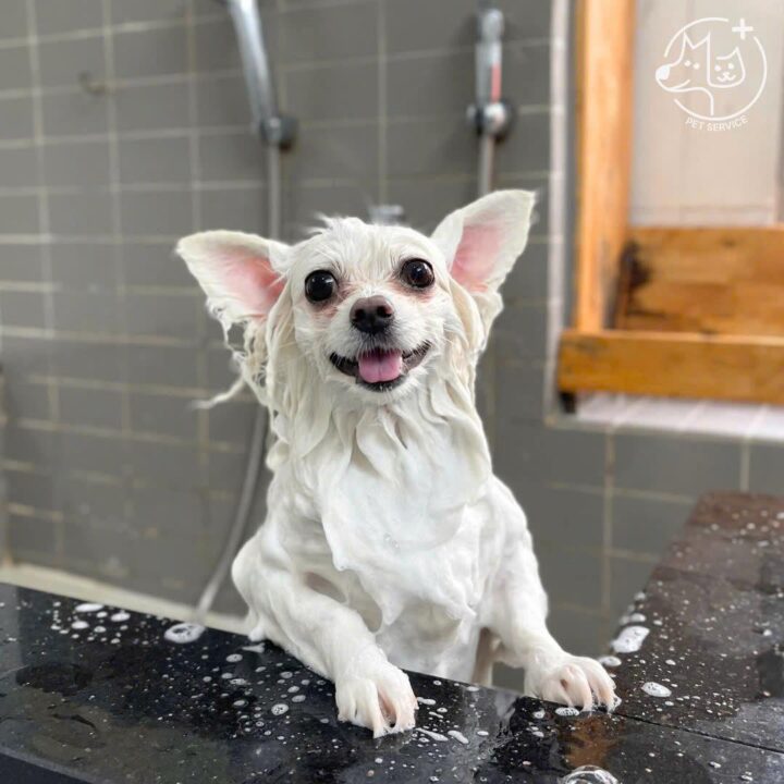 Grooming Quận 7 – Tắm tại Pet Service