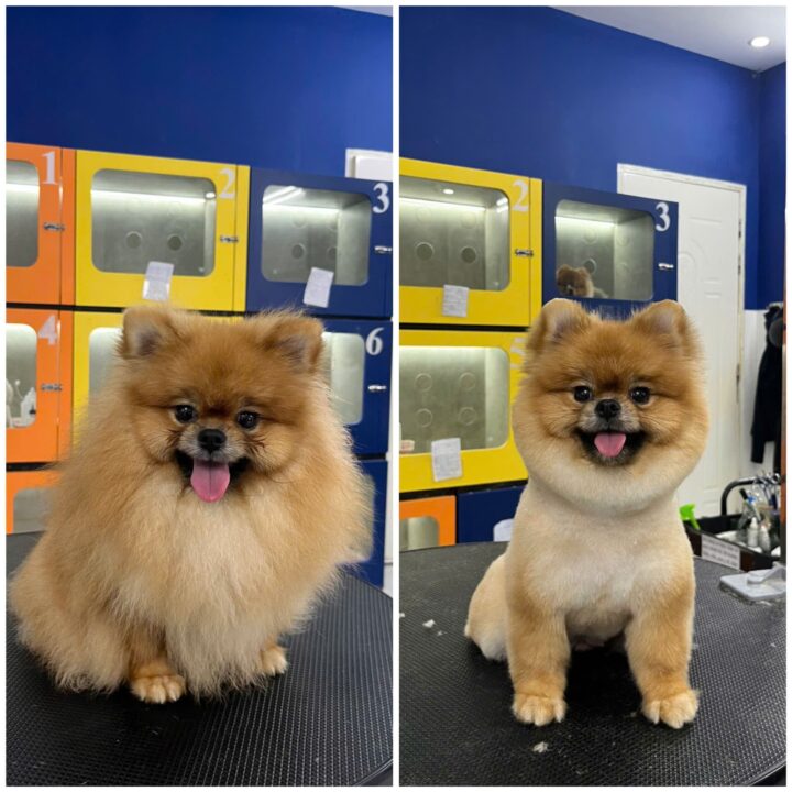 Grooming Quận 7 tại Pet Service – Cắt tỉa lông chuyên nghiệp