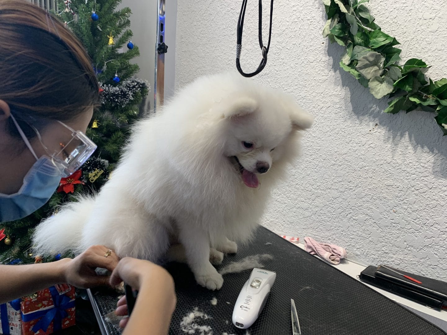 Dịch vụ tắm chó mèo tại Bình Thạnh