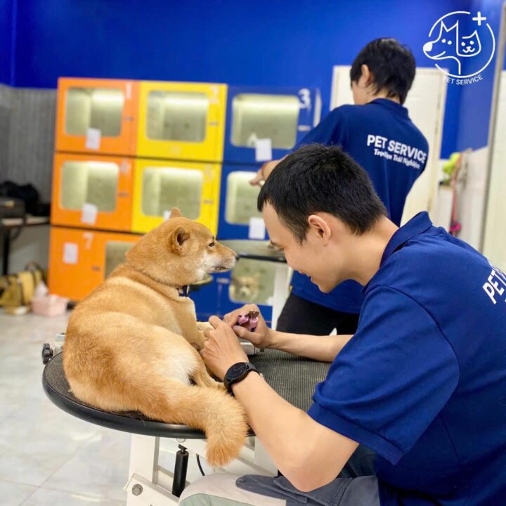 Pet hotel Quận 7 – Grooming thú cưng tại Pet Service