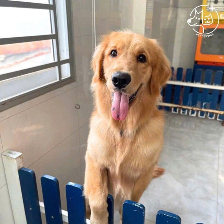 Pet hotel Quận 7 – Không gian hiện đại tại Pet Service 2025
