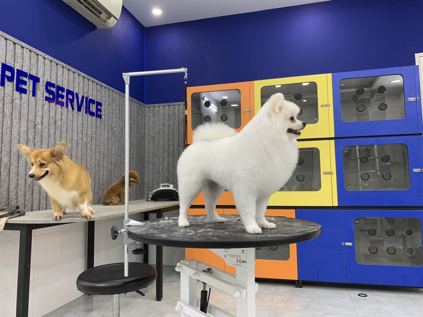 giới thiệu về pet service