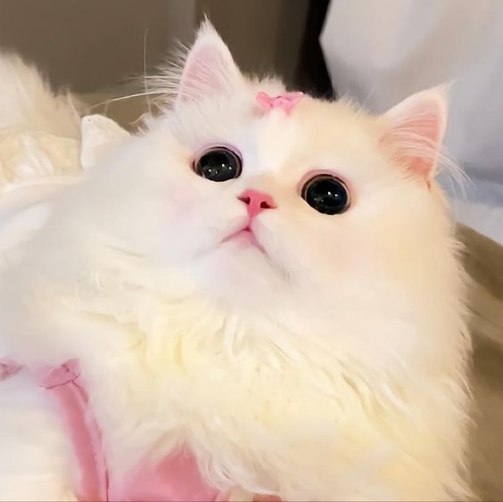 thú vị, đáng yêu về mèo