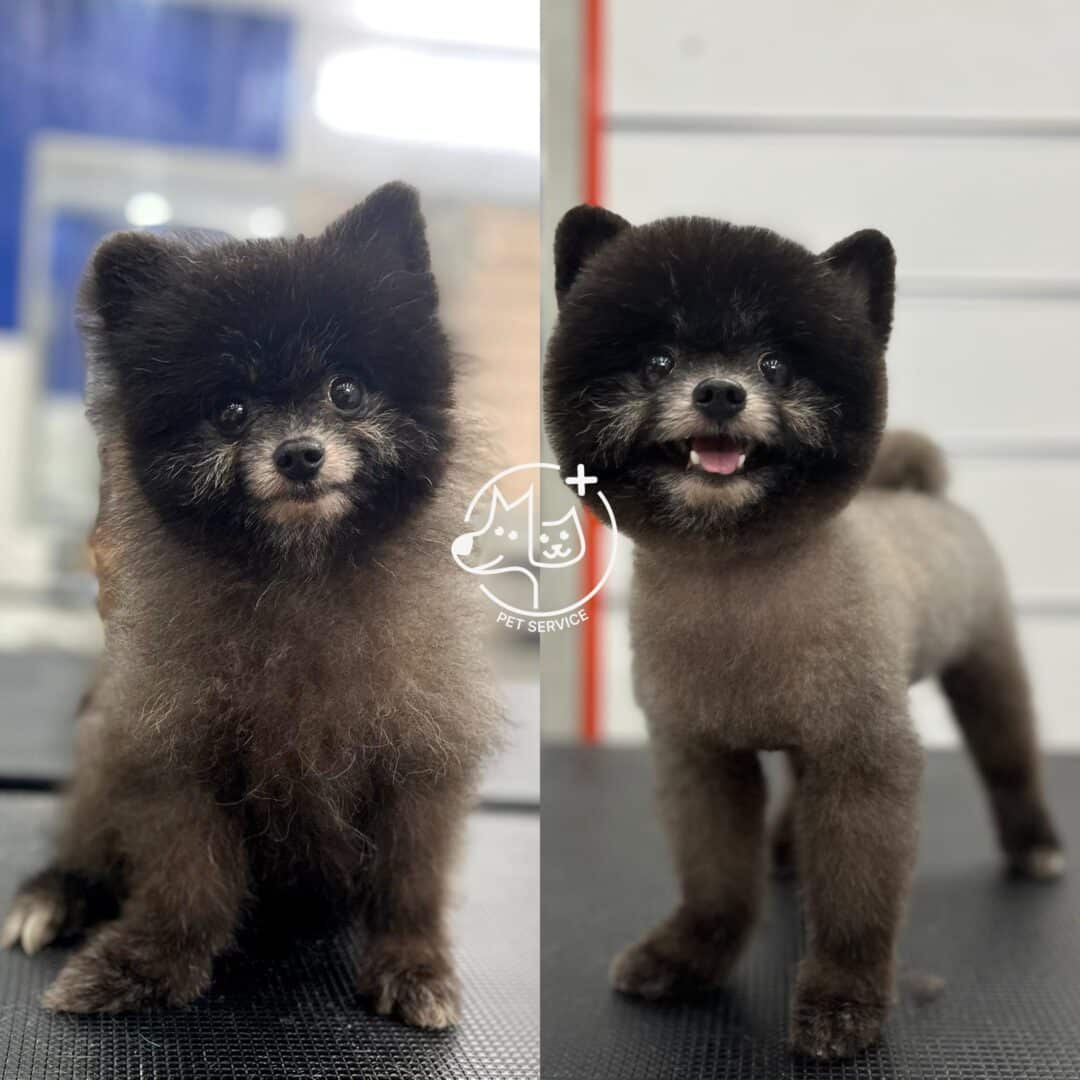 cắt tỉa lông thú cưng