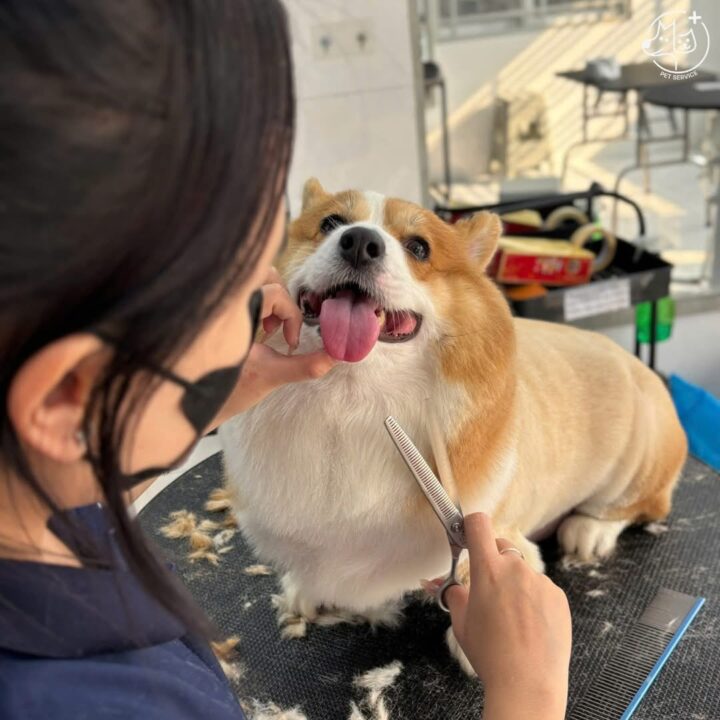Pet Service Offers – Thú Cưng Trước Và Sau Spa
