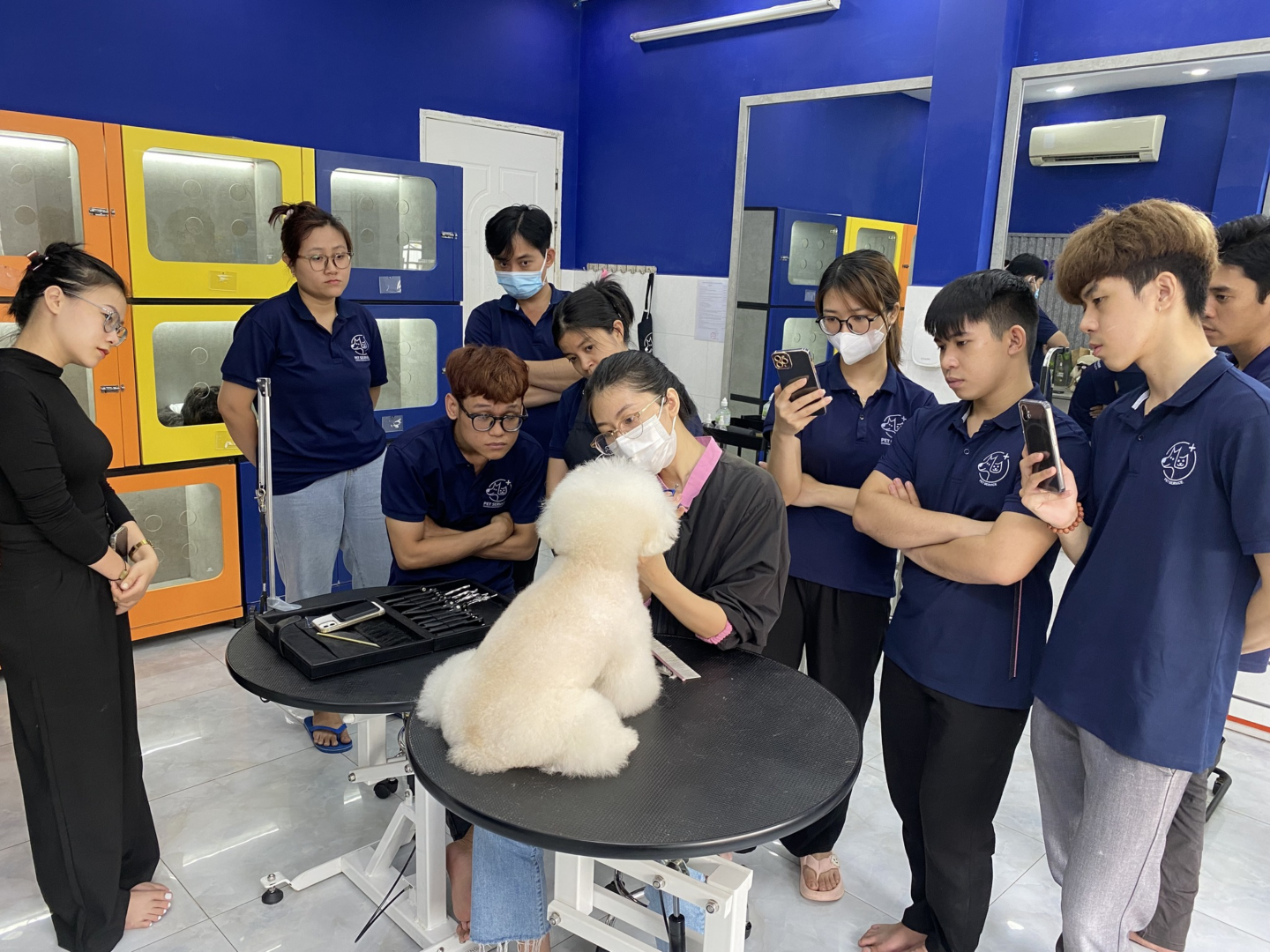 cắt tỉa lông chó