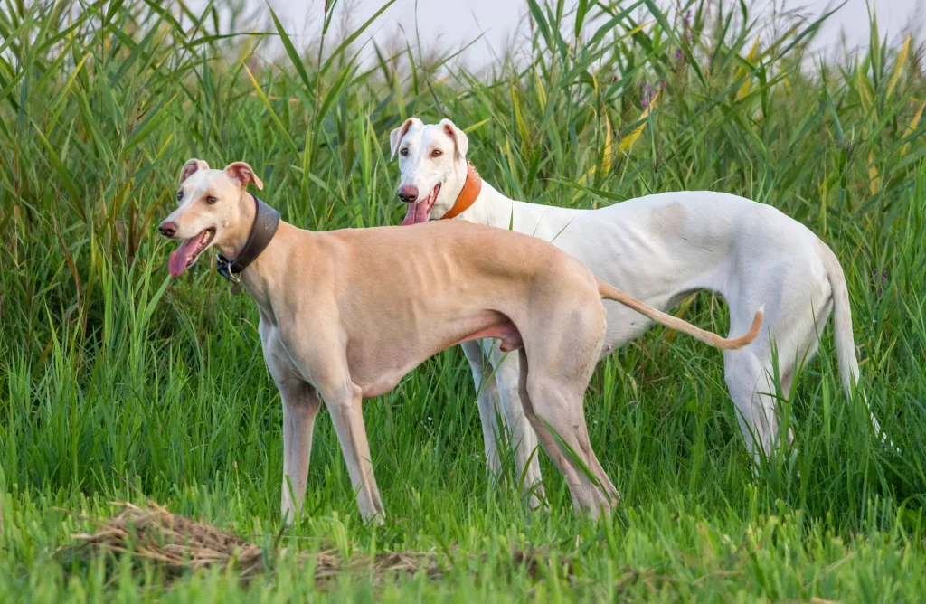 Loài chó chạy nhanh nhất Greyhound