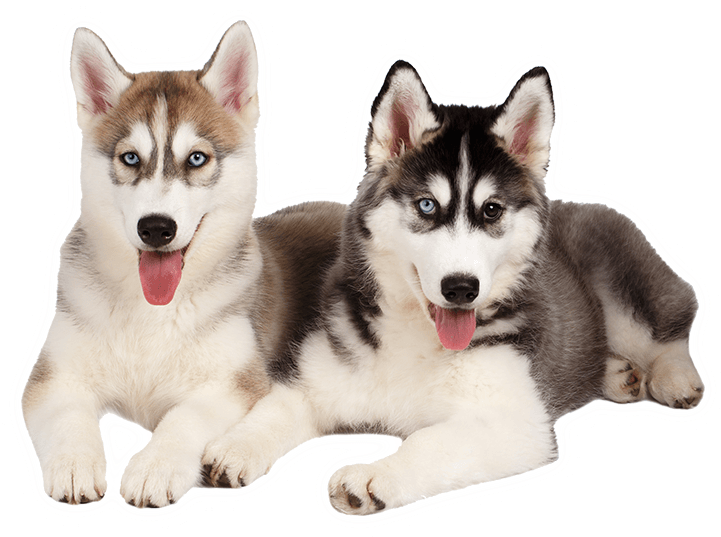 Nguồn gốc giống chó Husky và Alaska
