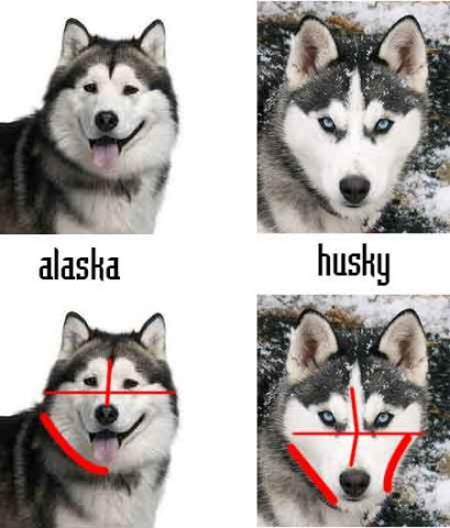 Diện mạo của giống chó Husky và Alsaka