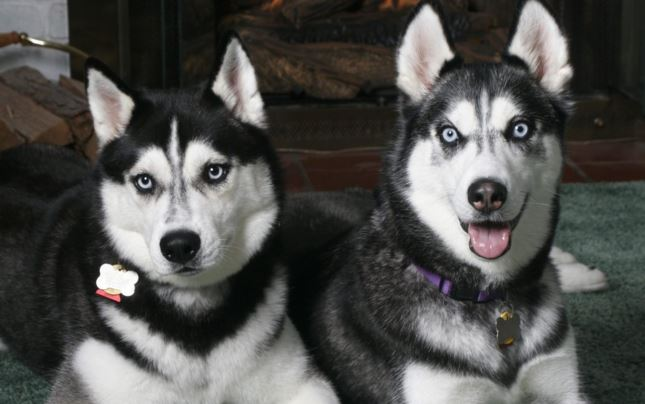 Tính cách của giống chó Husky và Alsaka