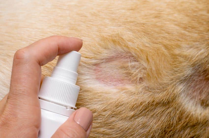 điều trị viêm da chó