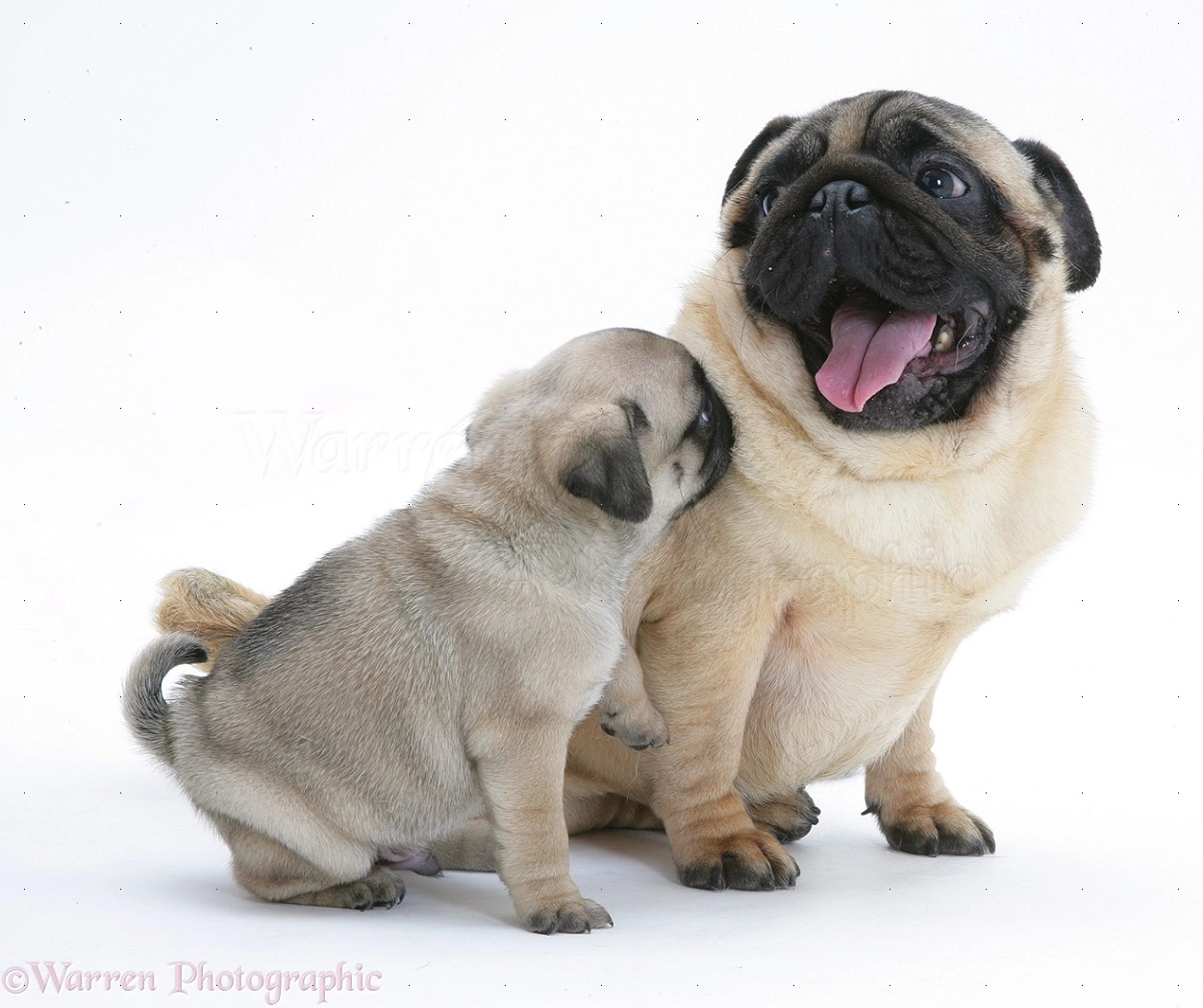 Chó Pug giống chó cổ từ Trung Quốc