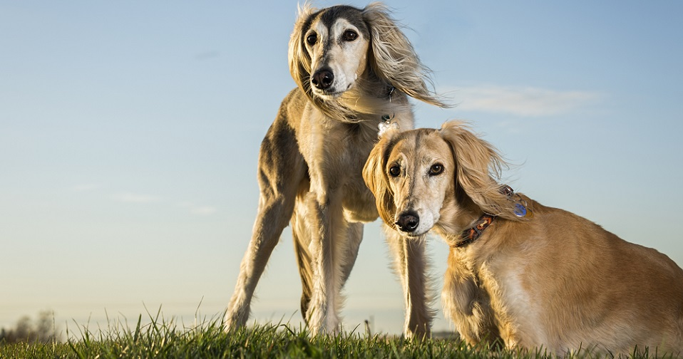 Nguồn gốc của chó Saluki