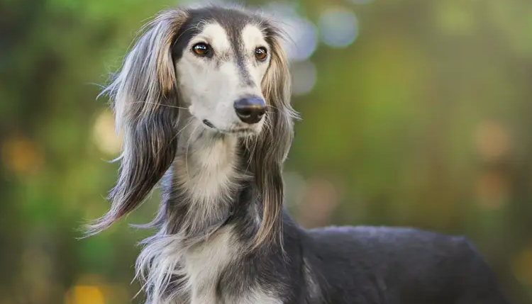 Bộ lông của chó Saluki