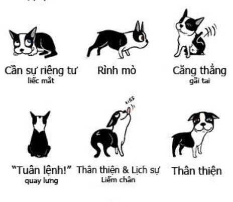 ngôn ngữ cơ thể chó thường gặp