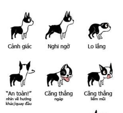 ngôn ngữ cơ thể chó khi quan sát