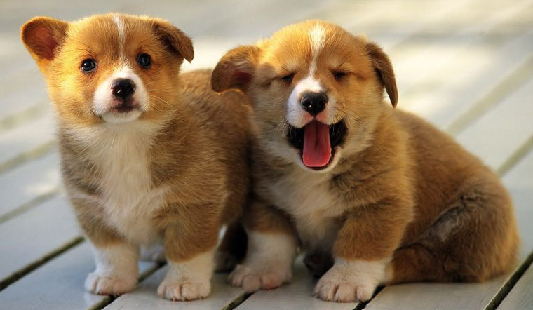 Pet Service - Chó con 1 tháng tuổi bị tiêu chảy phải làm sao?