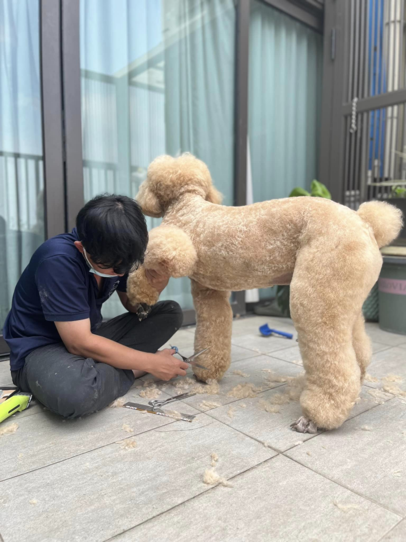 Cắt tỉa long chó poodle tại nhà quận 7