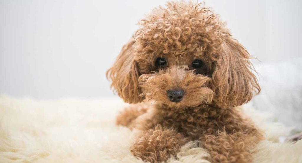Hãy dành thời gian chơi đùa với bé Poodle của bạn để tăng thêm tình cảm gắn kết
