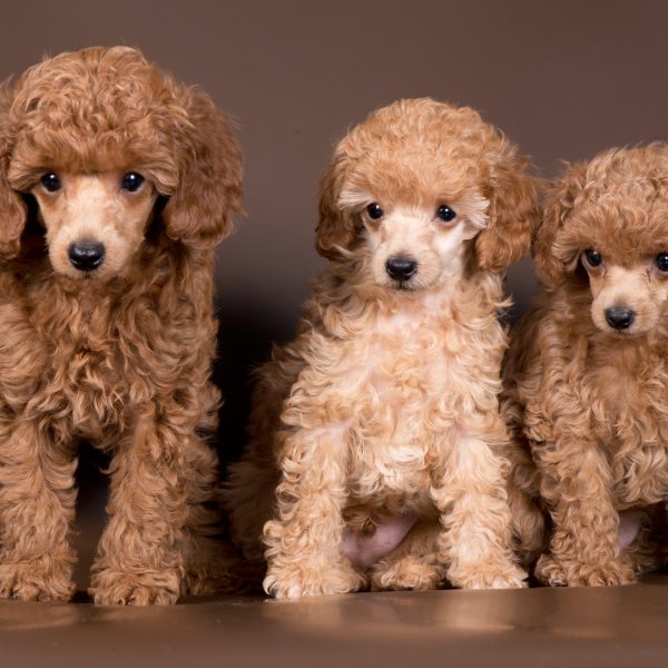 Cách nuôi chó Poodle 2 tháng tuổi có khó như bạn nghĩ?