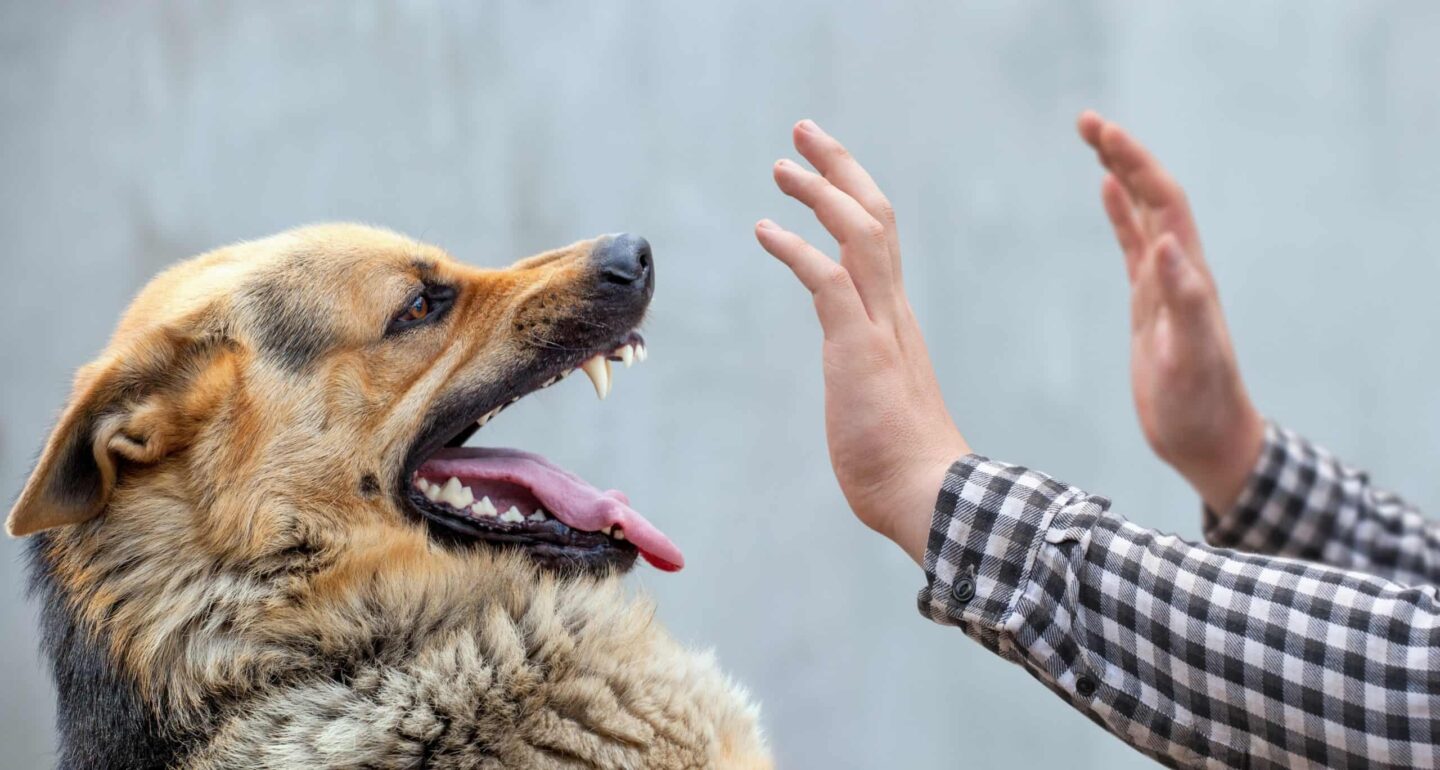 Bị chó cắn có nguy hiểm và có cần tiêm dại hay không? 