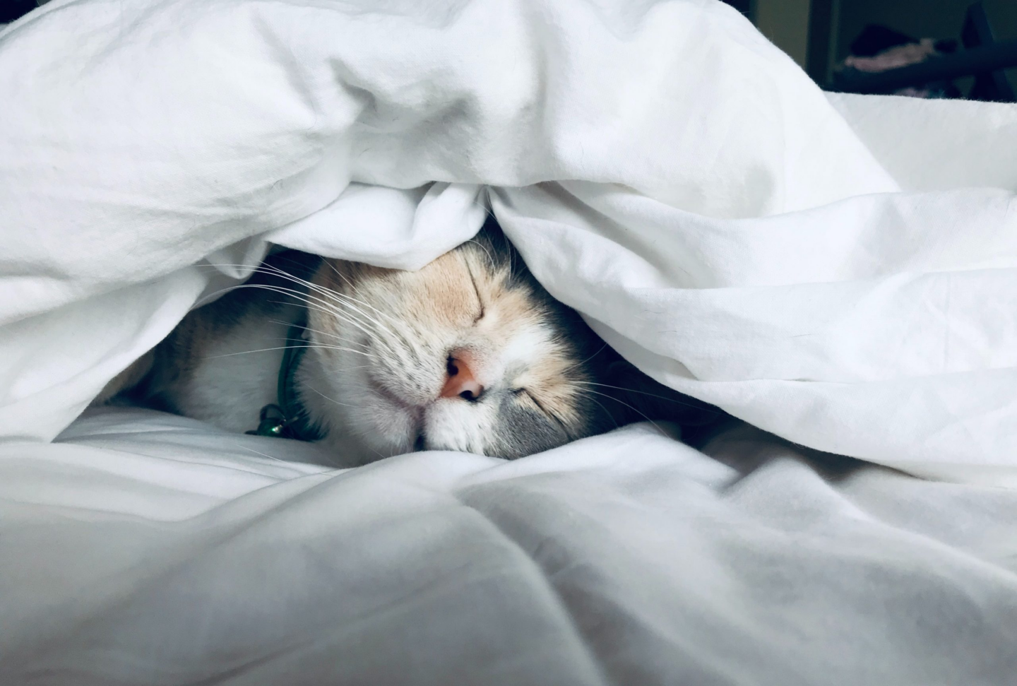 học về cách sống của mèo luôn sống một cuộc sống đơn giản