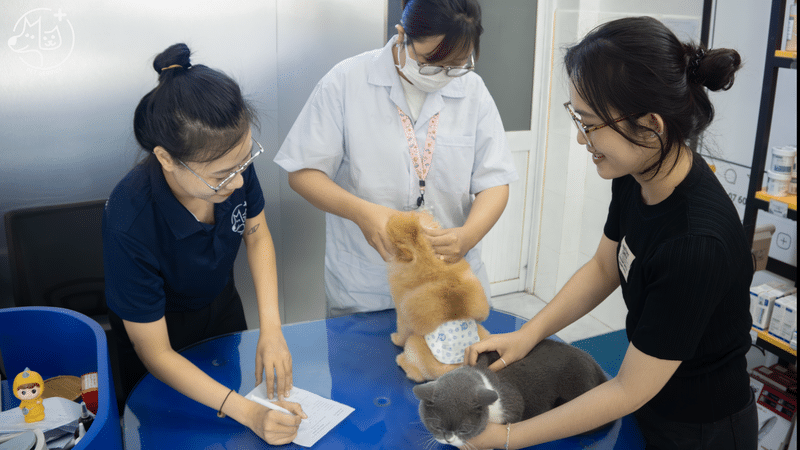 khách sạn thú cưng quận 7 Pet hotel Quận 7 – Đội ngũ chăm sóc tại Pet Service