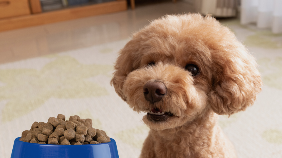 Cần tuân thủ nghiêm ngặt các quy định ăn uống của Poodle con