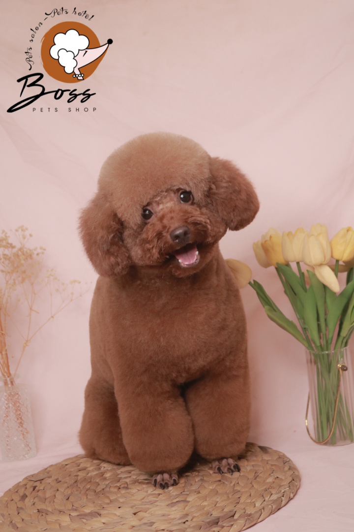 Shop thú cưng quận 7 - Boss pet shop