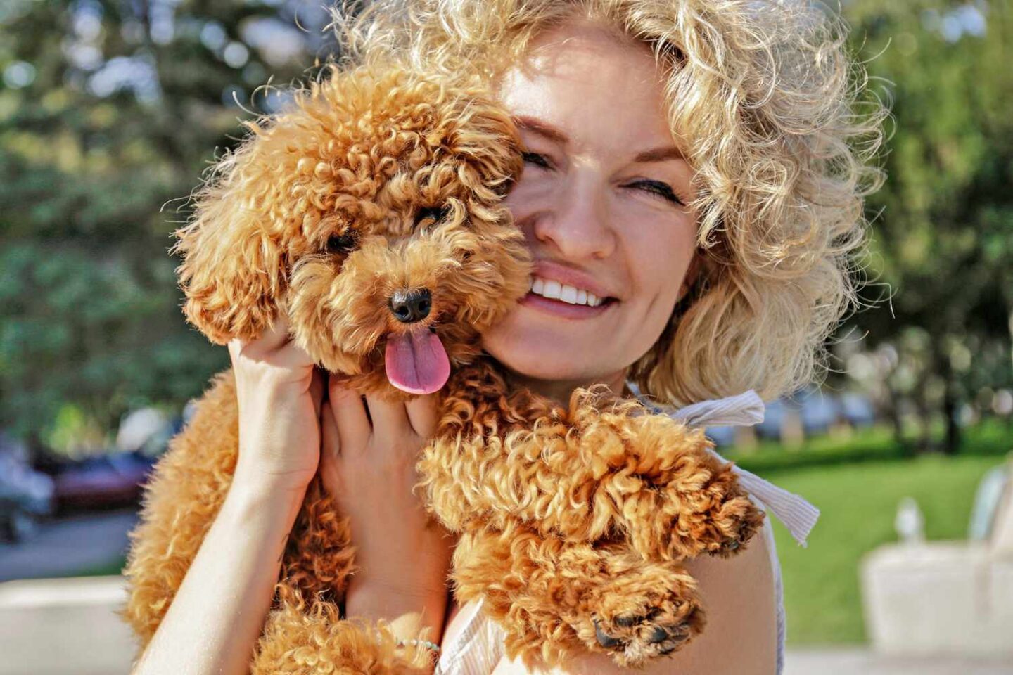 Hãy dành thời gian yêu thương, chăm sóc và chơi đùa cùng bé Poodle mỗi ngày