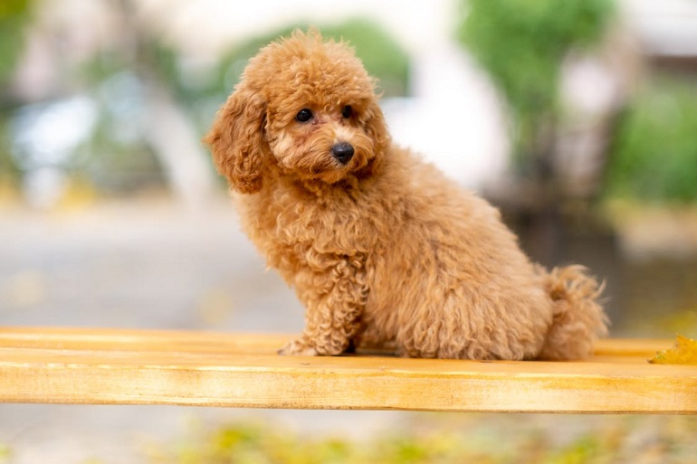 Chăm sóc tiêu chảy ở chó Poodle