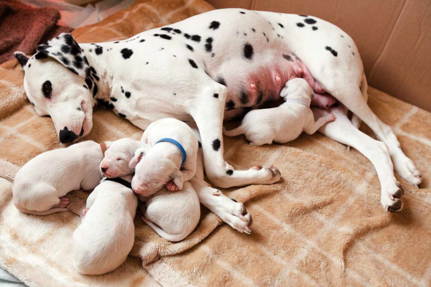 Chó mẹ sẽ tìm đến những nơi yên ắng và êm ái để làm ổ