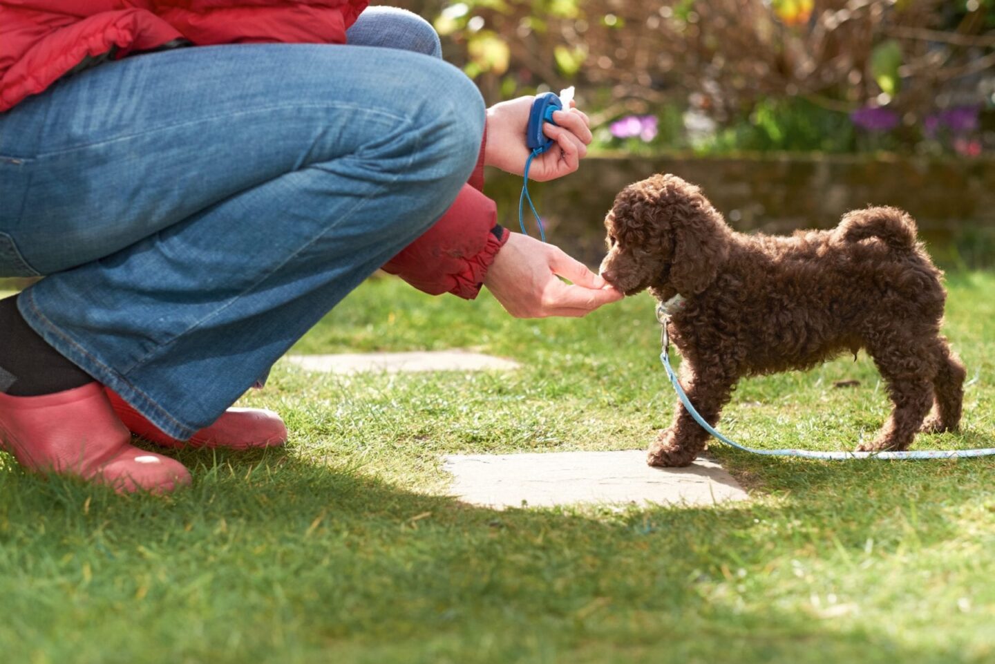 Huấn luận chó Poodle con là bước vô cùng quan trọng