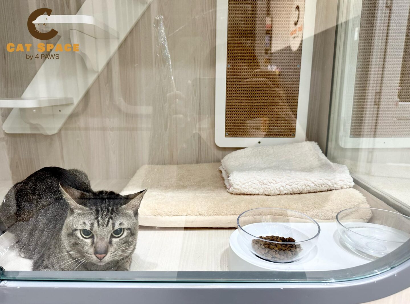 Top 5 khách sạn thú cưng quận 7 – Không gian mèo tại Cat Space by 4 PAWS
