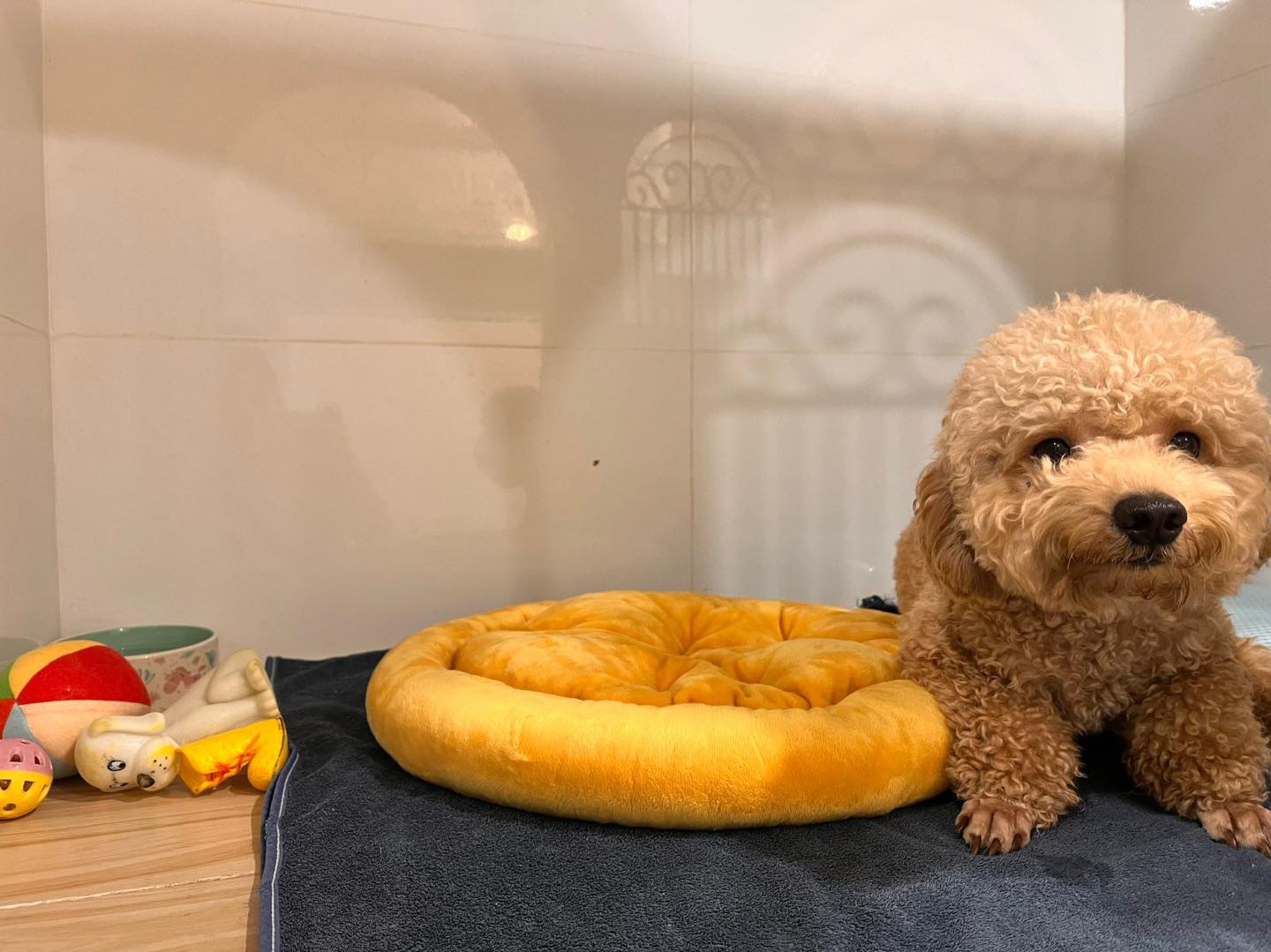Top 5 khách sạn thú cưng quận 7 – Không gian tiện nghi tại Chino Pet