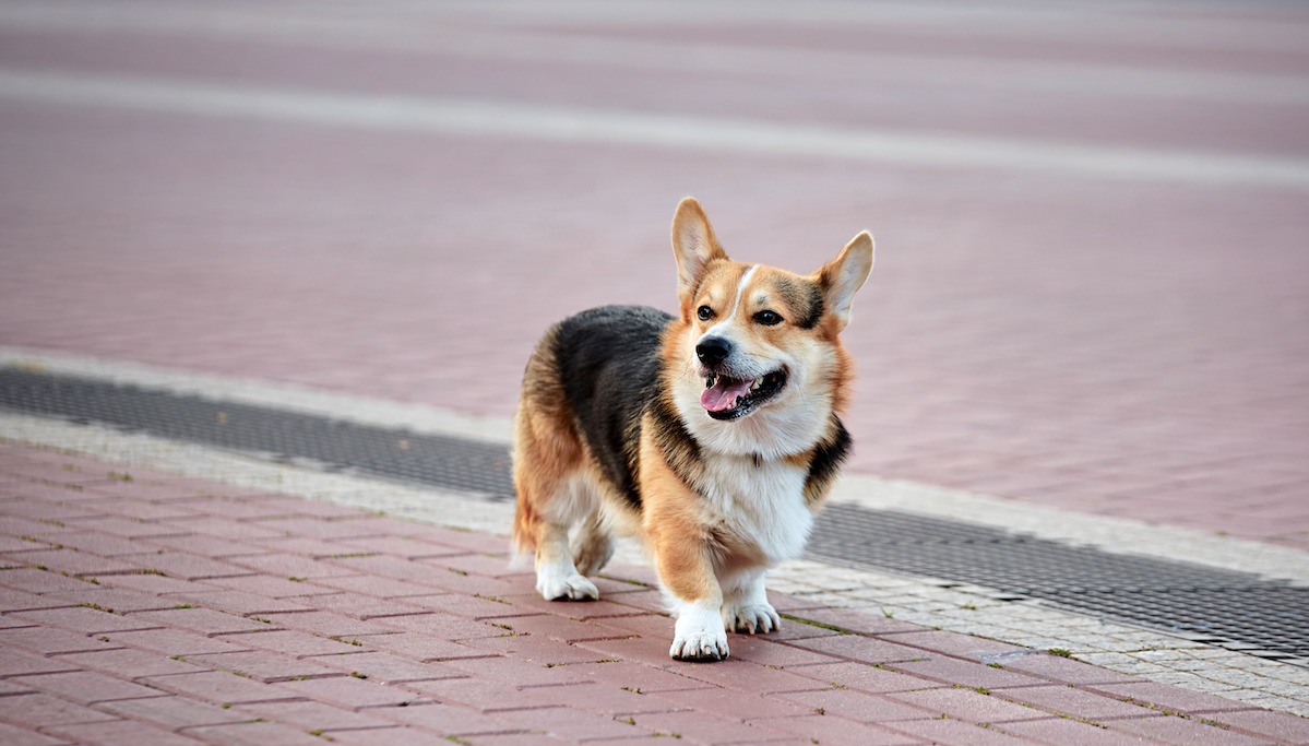 Nuôi chó Corgi cần thời gian huấn luyên